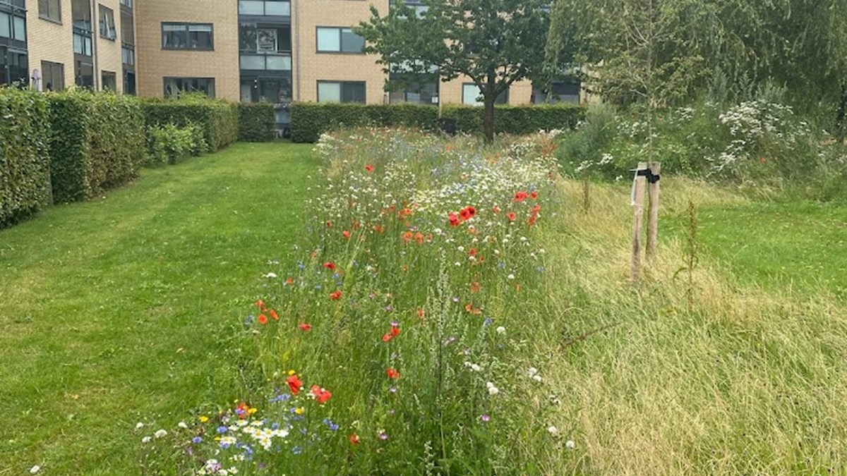 Græsland Og Vildegnsblomster