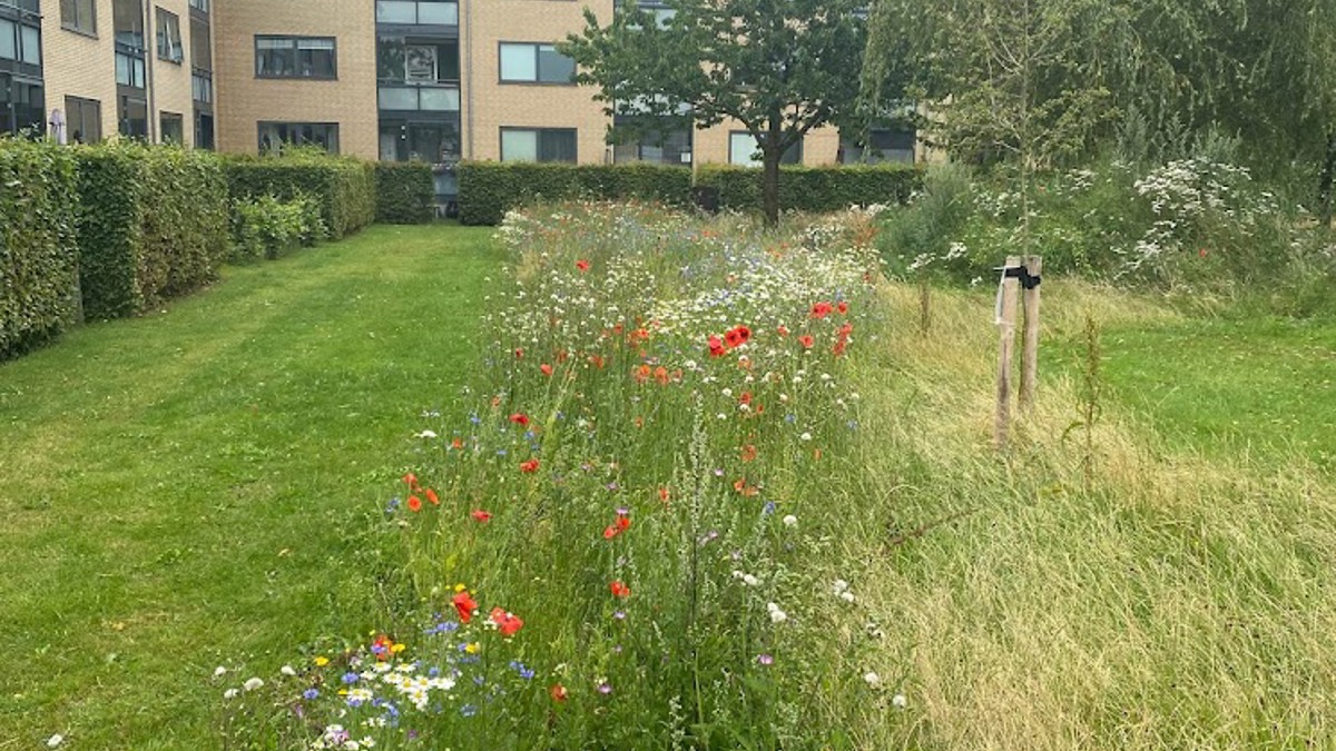 Græsland Og Vildegnsblomster