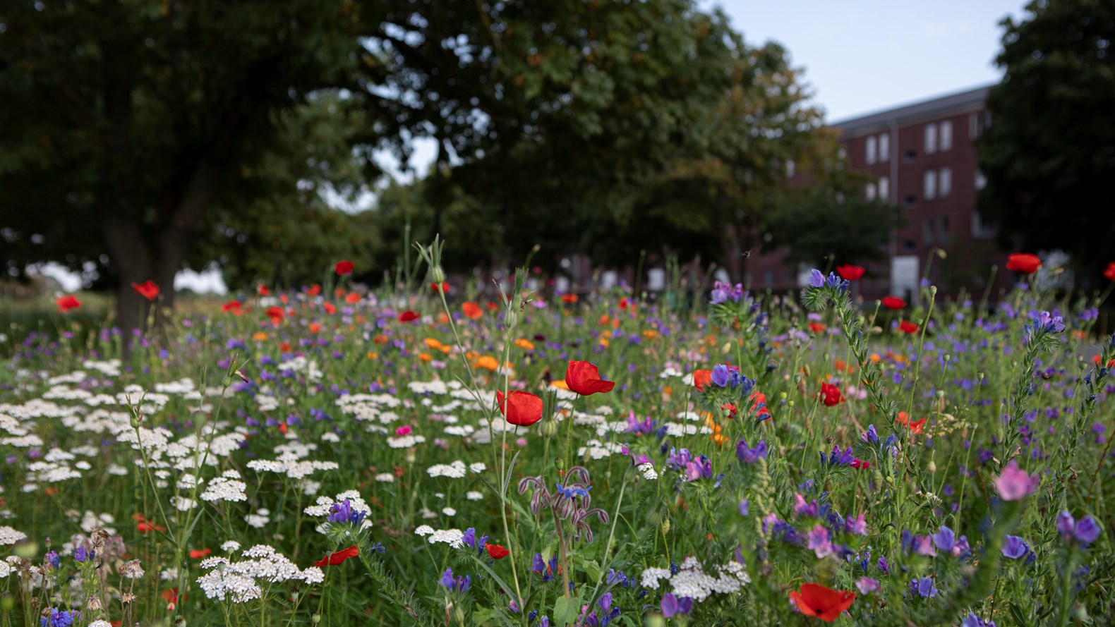 Lille Birkholm I & II Blomstereng 1