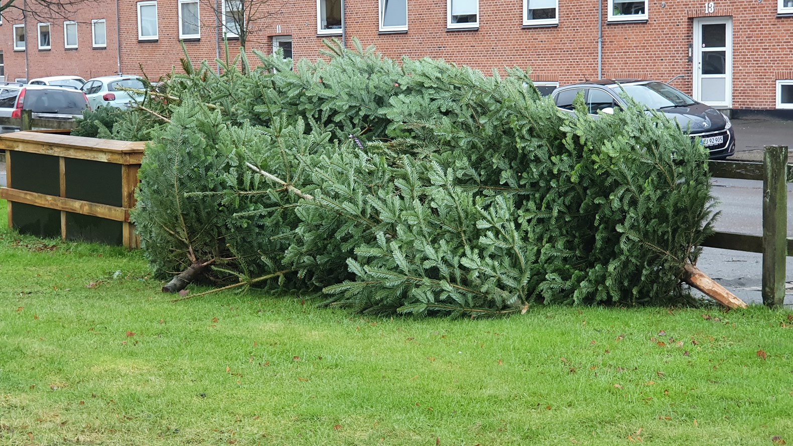 Juletræer Alabu Bolig Råt&Godt