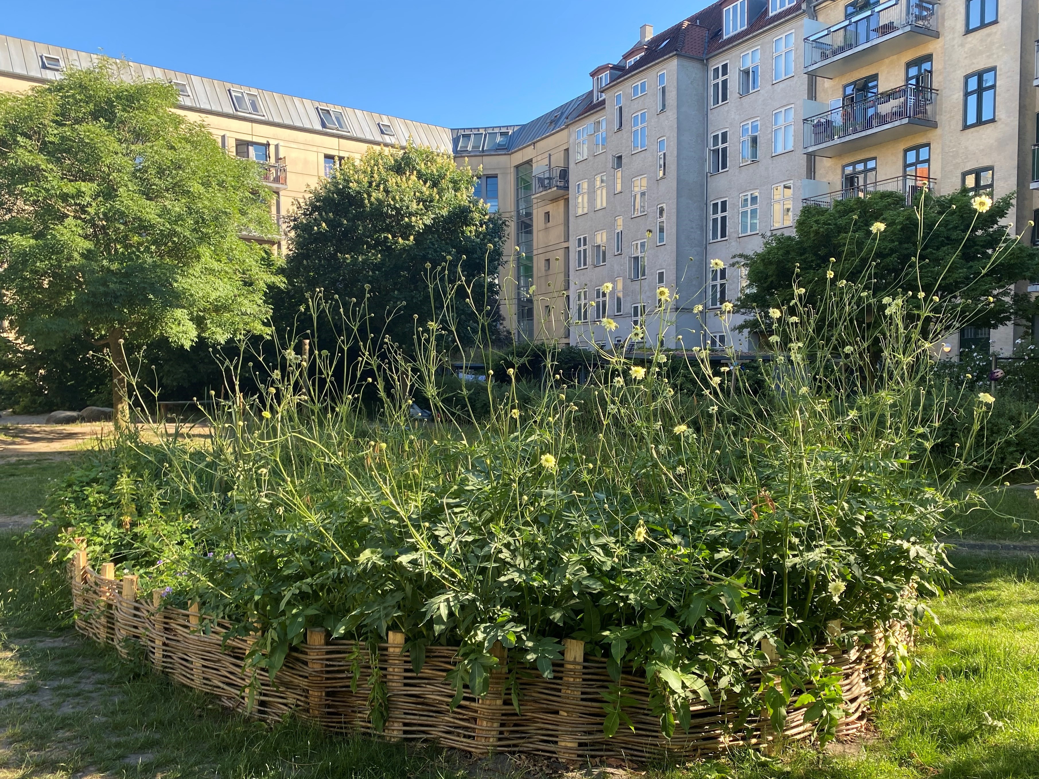 Sumpbed Beskåret